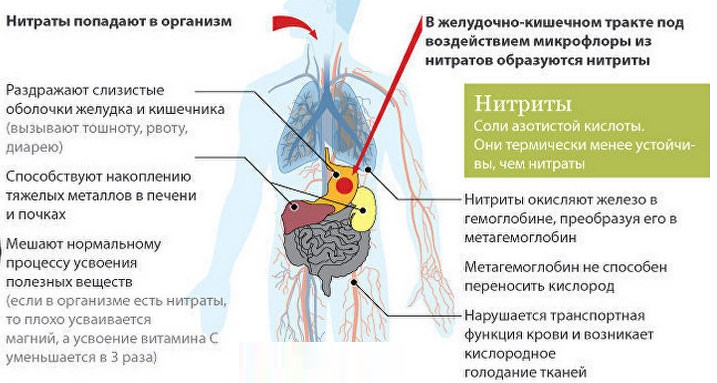 Влияние нитратов на здоровье человека